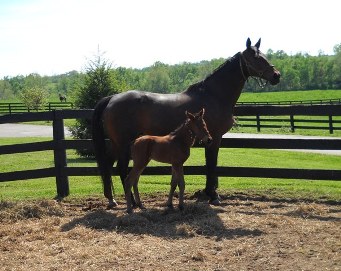 Kent's broodmare, Enduring Charm, with 2-day old foal