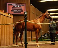 Keeneland Sale, horse in the ring